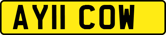 AY11COW