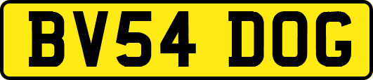 BV54DOG