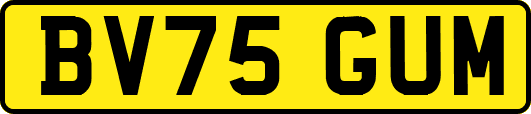 BV75GUM
