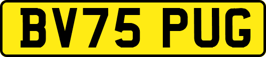 BV75PUG