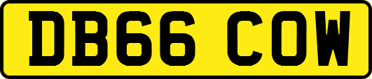 DB66COW