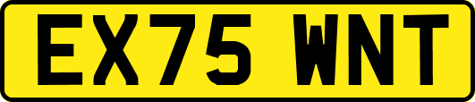 EX75WNT