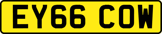 EY66COW