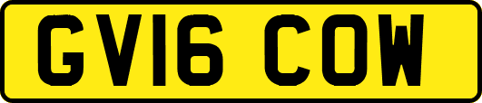 GV16COW