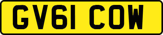 GV61COW