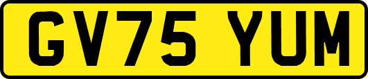 GV75YUM