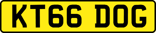 KT66DOG