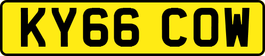 KY66COW