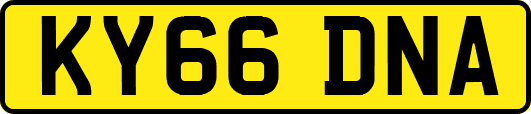 KY66DNA