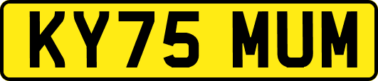 KY75MUM