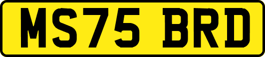 MS75BRD