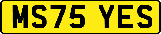 MS75YES