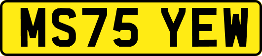 MS75YEW