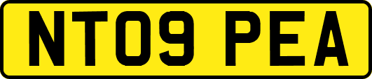 NT09PEA
