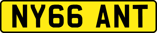 NY66ANT