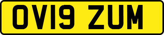 OV19ZUM