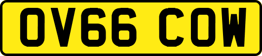 OV66COW