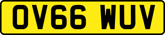 OV66WUV