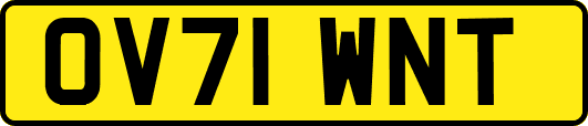 OV71WNT