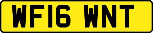 WF16WNT