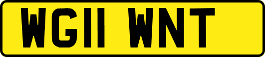 WG11WNT