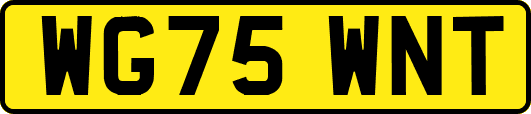 WG75WNT