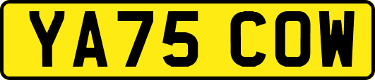 YA75COW