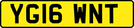 YG16WNT