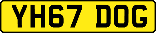 YH67DOG