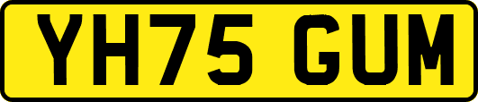 YH75GUM