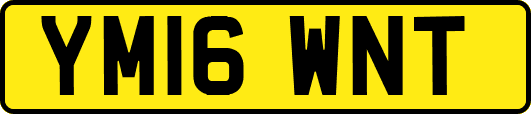 YM16WNT