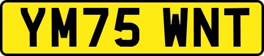 YM75WNT