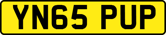 YN65PUP