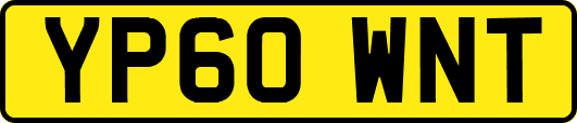 YP60WNT