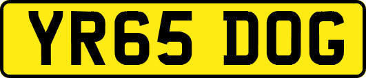 YR65DOG
