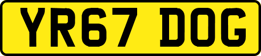 YR67DOG