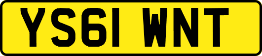YS61WNT