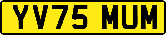 YV75MUM